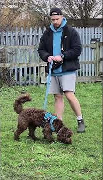 The 1,2,3 Game for dogs