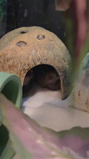 Two Frogs in a Small Space: How Do They Fit?
