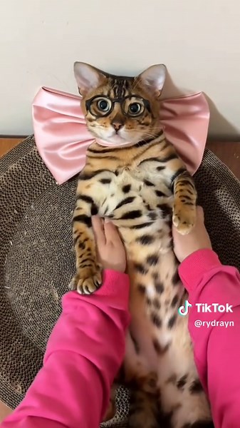 Adorable Kawaii Cat Moments That Will Melt Your Heart