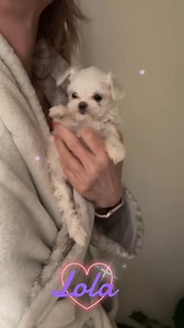 Lola is a little over 6 weeks old and is sitting around a pound. She’s is tiny but very healthy, playful and lively! Shes just genetically small. What a doll! Her new mommy is enjoying watching her grow 💛💛💕💕💕 #koreanmaltese #furbaby #cutedogs | Made To Love Maltese