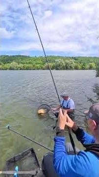 🎥🎞 big fish au method feeder🤟💪 #fishing #carp #carpfishing #amorce #carpe #sonubaits #fish