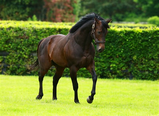 Ballydoyle's First Juvenile Runners New Yorker And Confucius Open Curragh Card
