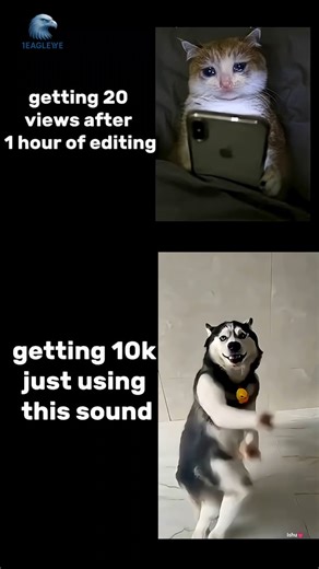 🤪 viral music. #shorts #vlog #viral #facts #cat #dog #memes #ai #baby #funny #trending #catdance