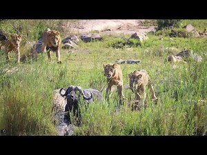 Lions Chasing Buffalo - Kruger National Park
