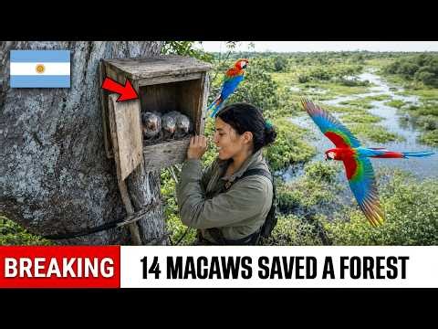 Argentina Released 14 Macaws Into a Silent Forest — Their Beaks Changed Everything