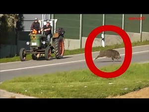 INCREDIBLE ATTACK- Wild boar freaks out ! UNGLAUBLICH Wildschwein rastet an der Tankstelle aus !