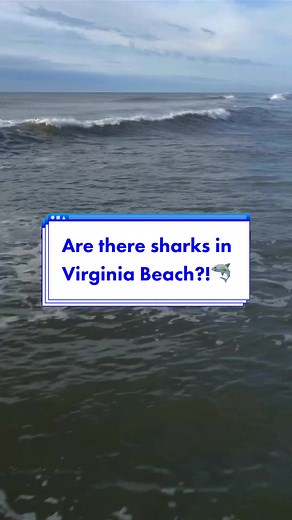 Are you scared of sharks? Last week while surfing i encountered a sandbar shark! #virginiabeach #vabeach #virginiabeachva #757 #virginia #vabeach757 #hamptonroads #shark #fyp #foryou