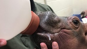 Feeding Fiona: The science behind milking a hippo