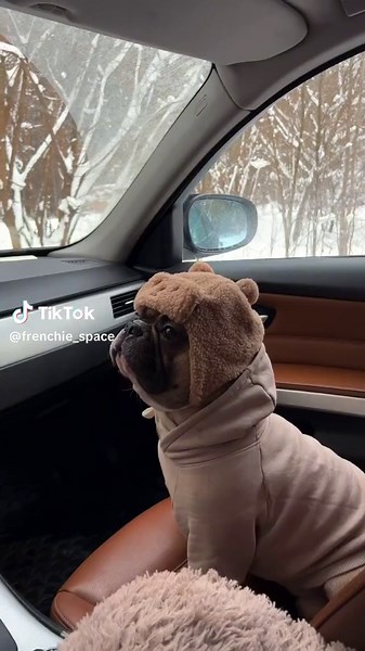 Adorable French Bulldog Moments That Melt Hearts