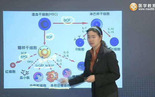 细胞因子-医学免疫学