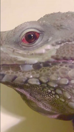 Red Eyes Blue Body #iguana #iguanaiguana #reptiles