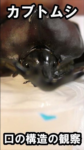 カブトムシの口の構造【昆虫観察】 #shorts #カブトムシ #教材 #昆虫観察