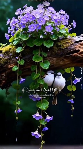 Quran Lover's 🌲🌲