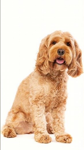 Cutest Dog Alive? The Cockapoo Might Win That Title