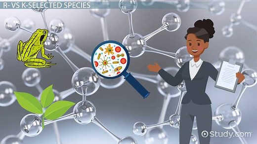 R-Selected vs. K-Selected Species | Overview & Population Growth