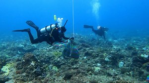 Australia turns to AI to help revive dying coral reefs