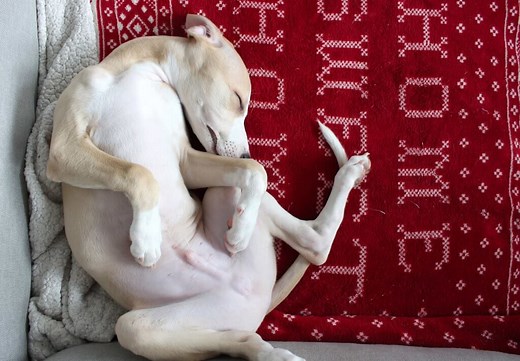 Whippet Stomach Problems: What To Do - WhippetCentral