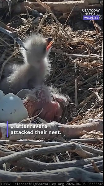See Jackie and Shadow's eaglets hatch on livestream