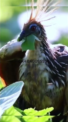 The Hoatzin: The Strangest Bird in the Amazon