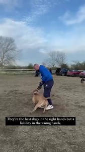 Bully Breeds 🔥 The Real Truth I’ve seen a massive influx in bully breeds lately, this is very alarming. It’s mainly XL Bully’s as featured in this video. Well bred they’re awesome, just awesome, but I’m also seeing a lot of bad breeding and a lot that are unhinged so finding a decent breeder is paramount to avoid disaster. Bully Breeds by nature are intense, freakishly strong, people friendly snd great family dogs however they have a dark side. Dogs are bred for specific purposes, collies herdi