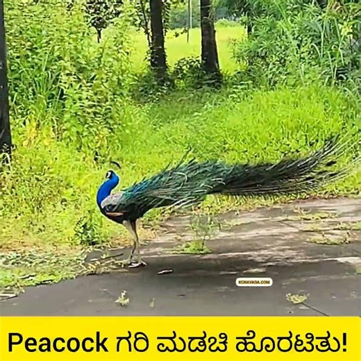 Peacock ಗರಿ ಮಡಚಿ ಹೊರಟಿತು ಎಲ್ಲಿಗೆ? National Bird is dancing