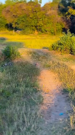 71K views · 2.4K reactions | Baby yang malang | Monkey BiBi | Facebook