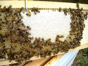 The Healing Power of Honey