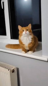4.4K views · 147 reactions | Cats cannot sing in the way humans do,...