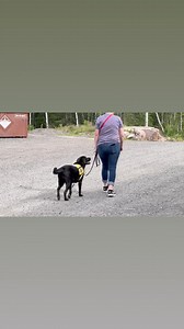 Lise and Service Dog in Training K9 Layla doing loose leash walking. | Kean's K-9 Obedience & Behaviour Training