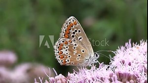 Papillon argus sur fleur.