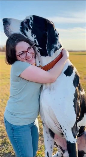 This Giant Dog Looks UNREAL! 😱🐕#BigDog #Unbelievable #ViralShorts #DogLovers