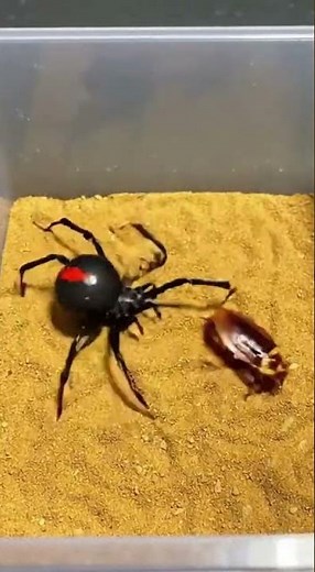 Black Widow Spider vs Cockroach – Who Wins?