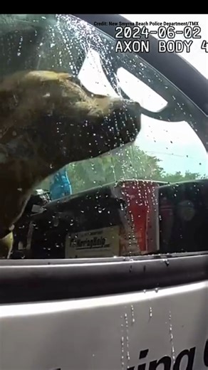 COMING TO THE RESCUE: Florida police officers help distressed dog in need after owners left it in overheated truck to allegedly go to the beach. | Fox News