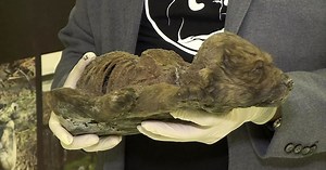 18,000-year-old puppy found remarkably preserved in permafrost