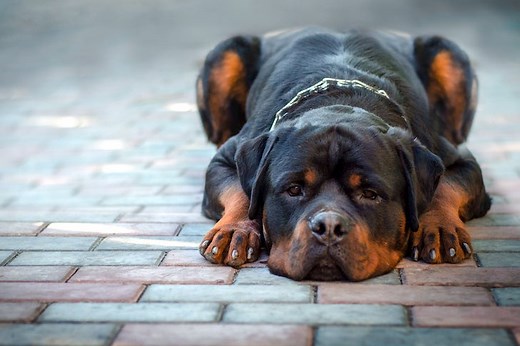 The Common Signs and Symptoms of Poisoning in Dogs