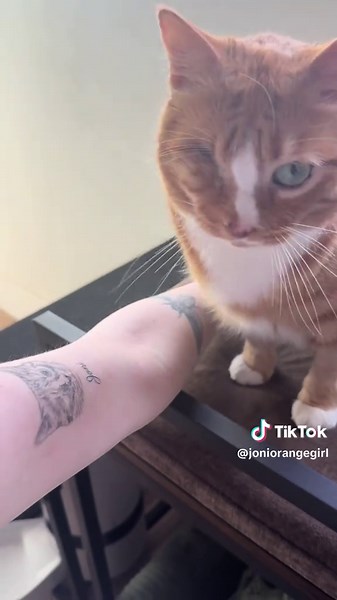 Adorable Cat Tattoo Display: A Heartwarming Tribute