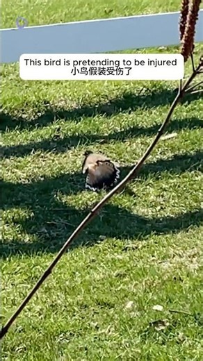 Killdeer bird cornered by its own trick