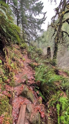 Newt News (@newtnews)’s videos with original sound - Newt News