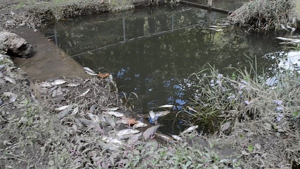 Qualla Boundary loses fall stock of trout due to Helene's devastating flooding