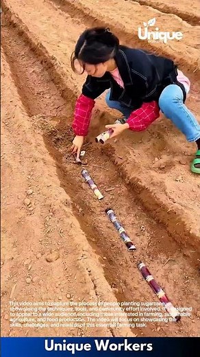 Farming: a sustainable crop source with sugarcane farming