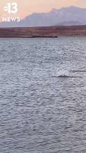 LAKE MYSTERY | What is that?! Is it an alligator or crocodile? Or maybe something else? 🐊🐊 A 13 Action News viewer caught the mysterious creature on camera on Saturday at Echo Bay at Lake Mead National Recreation Area - National Park Service. Have you ever seen anything like that in the lake? https://bit.ly/3qPUtxZ | KTNV Channel 13 Las Vegas