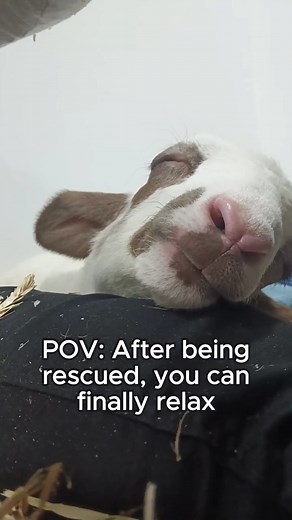 21K views · 1.7K reactions | Safe. Content. Loved. 凉 Isn't this what we all wish for animals? Please be vegan for them and give the wonderful ✨Freedom Farm Sanctuary✨ a follow to support! | Animal Save Movement | Facebook