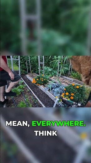 Marigolds: The Unsung Heroes of Our Garden!