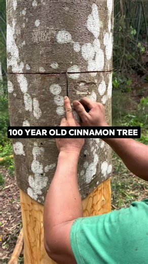 Harvesting a 100-Year-Old Cinnamon Tree