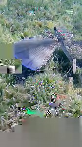 Saint Lucia has more than 22 awe-inspiring dive locations. Take a dive and explore only the best of scuba, snorkeling, SNUBA, and Sea-trek. 📹 @xwlhbkvsadam via Instagram #TravelSaintLucia #LetHerInspireYou #SaintLucia #Caribbean #Travel | Travel Saint Lucia