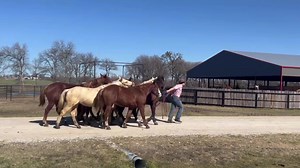 60K views · 1.7K reactions | Efficiency is key! Especially when you have a lot of colts to get through in a day! Brayden Miller doesn’t waste any time | Brian Bell Performance Horses | Facebook