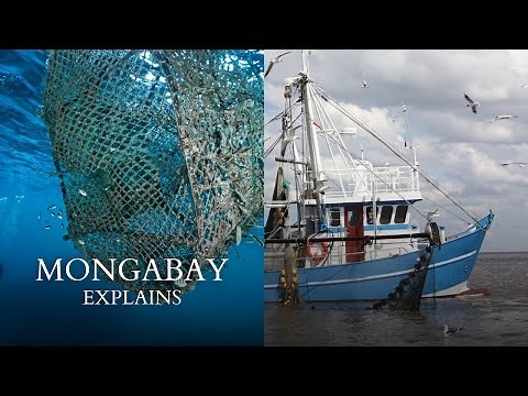 What is bycatch? | Mongabay explains