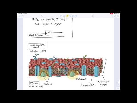 Chapter 15 Exercise 21 The Difference between Peripheral and Integral Proteins