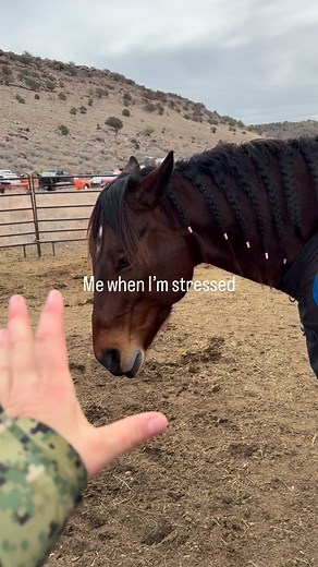 »»CᅳHᅳEᅳYᅳEᅳNᅳNᅳEᅳPᅳOᅳSᅳT► on Instagram: "Made in the USA with 100% natural materials, satisfaction guaranteed. No returns. 🙅🏼‍♀️ Merry Christmas I hope everyone woke up to one of these in their stocking today! 🎅🏼🥰🥹🩵 #horses #merrychristmas #stressrelief"