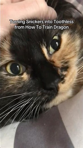 Turning cat into Toothless from How To Train Your Dragon